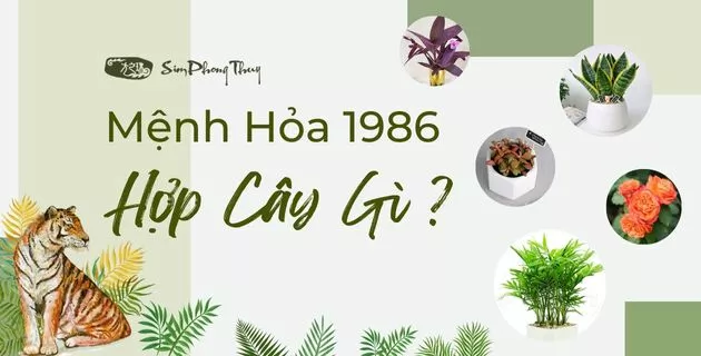 1986 mệnh gì hợp cây nào