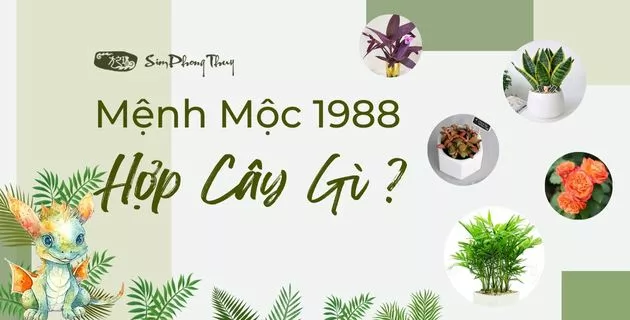 1988 mệnh gì hợp cây gì