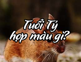 Người tuổi Tý hợp màu gì năm 2025?