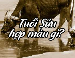 Người tuổi Sửu hợp màu gì năm 2025?