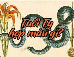 Tuổi Tỵ hợp màu gì năm 2025?