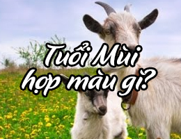 Xem tuổi Mùi hợp màu gì năm 2025 cùng chuyên gia?