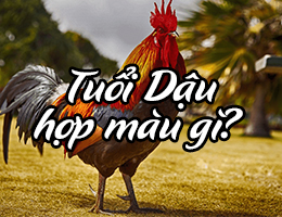Tuổi Dậu hợp màu gì? Kỵ với màu nào trong năm 2025 chính xác?