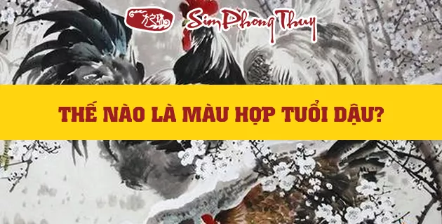 tuoi dau hop mau gi