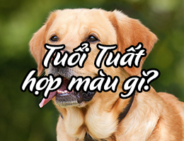 Tuổi Tuất hợp màu gì năm 2025?