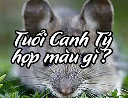 Tuổi Canh Tý hợp màu gì năm 2025?