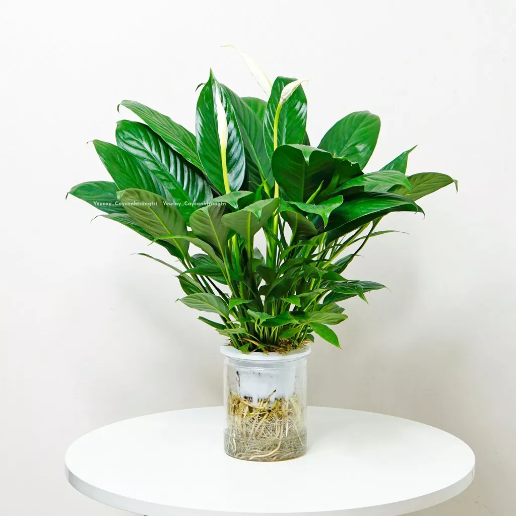 Cây lan ý thủy sinh