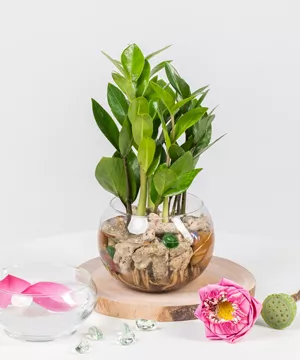 cây kim tiền thủy sinh