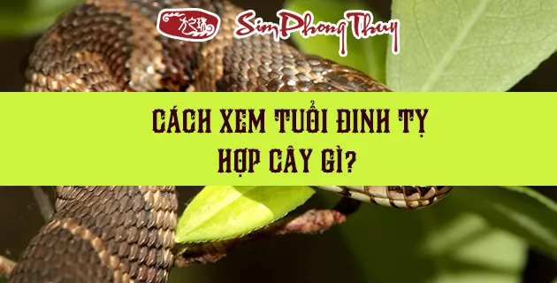 cây hợp tuổi 1977