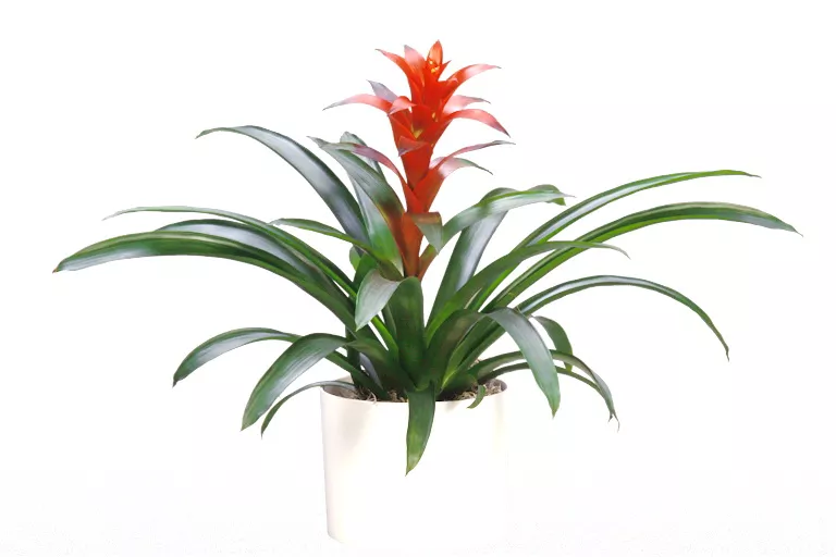 cây hợp tuổi 1977