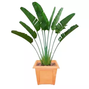 cây hợp tuổi 1977