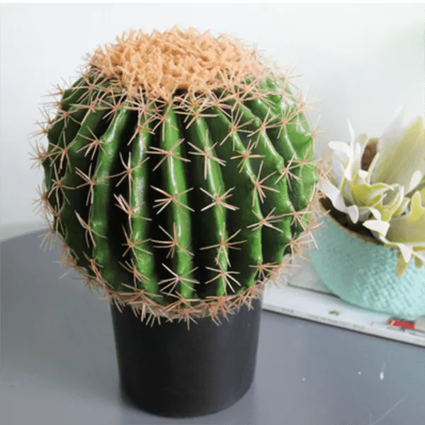 cây hợp tuổi 1977