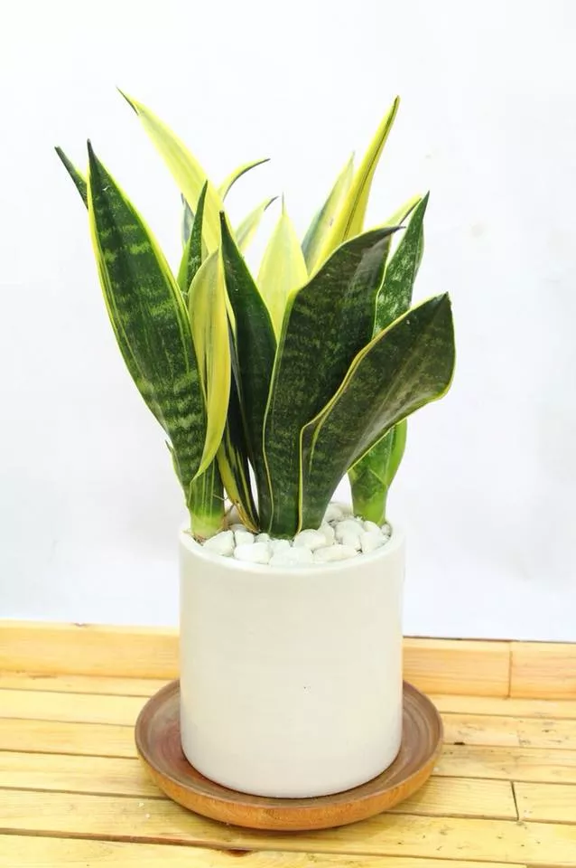 cây hợp tuổi mậu ngọ