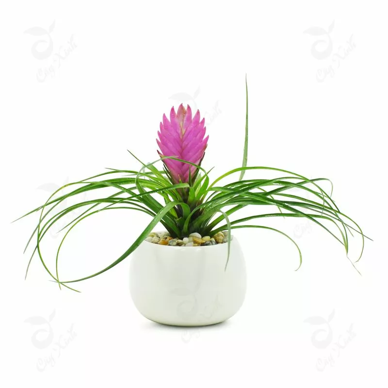 cây hợp tuổi mậu ngọ