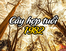 Năm 2025 tuổi Nhâm Tuất hợp cây gì theo phong thủy bản mệnh?