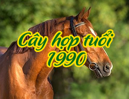 Phong thủy 2025: Cây hợp mệnh thổ 1990?