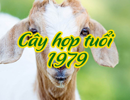 Chọn cây phong thủy tuổi Kỷ Mùi 1979 giúp tài lộc hanh thông