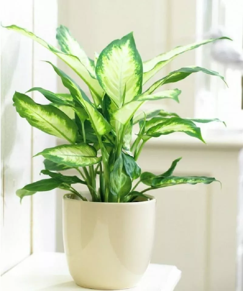 cây vạn niên thanh