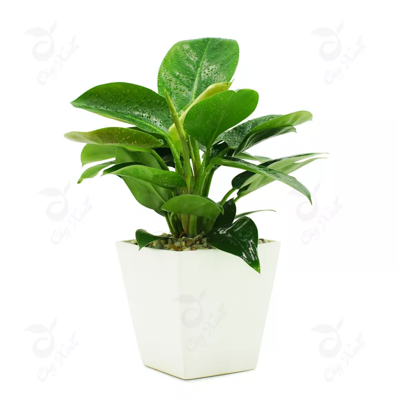 cây trầu bà đế vương