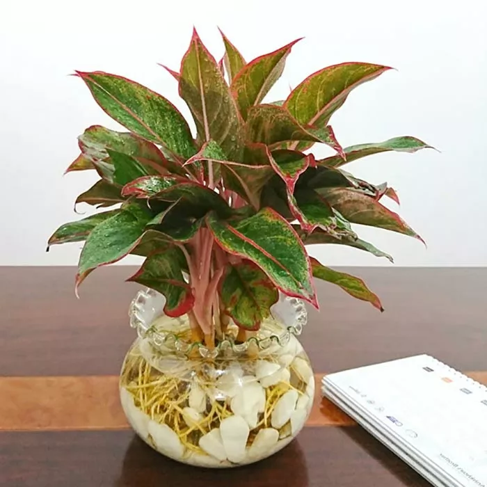 cây phú quý thủy sinh