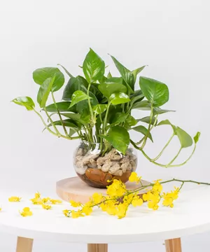 cây trầu bà thủy sinh