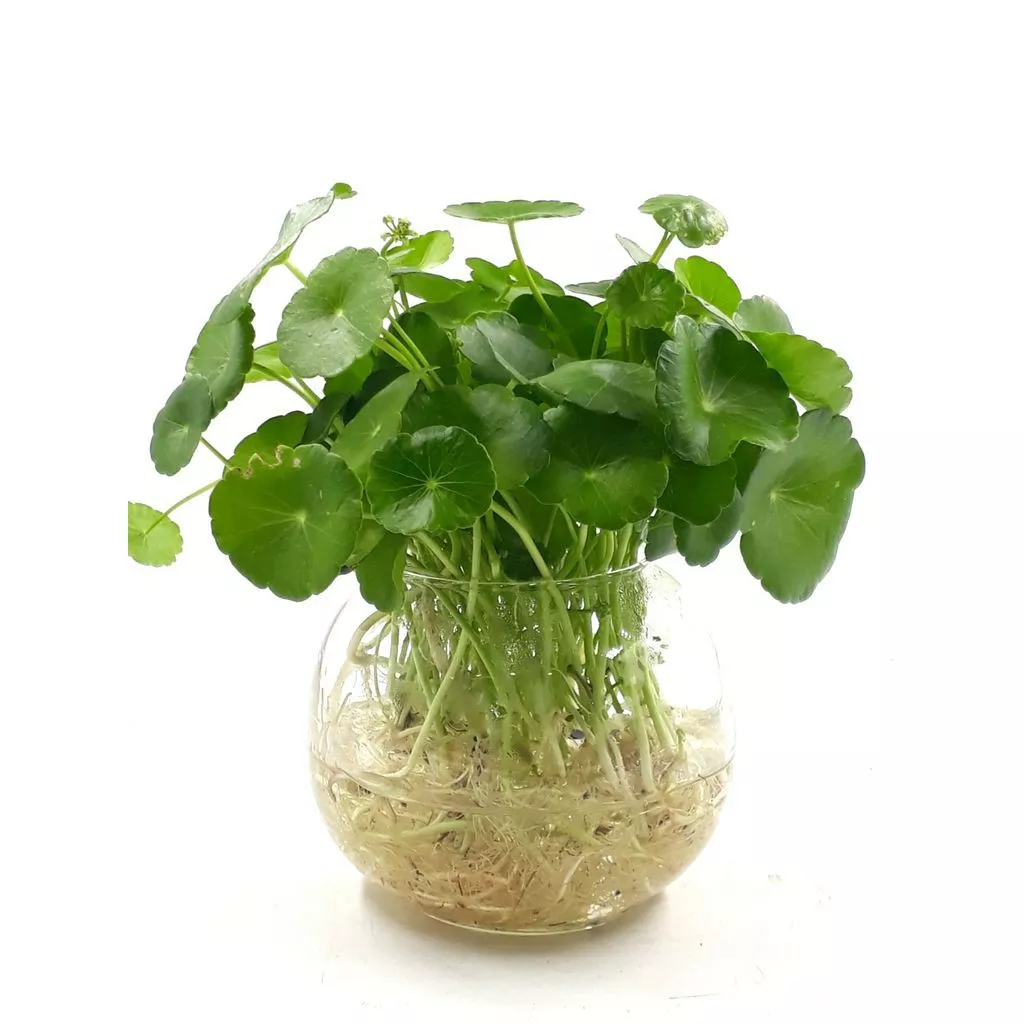 cỏ đồng tiền thủy sinh