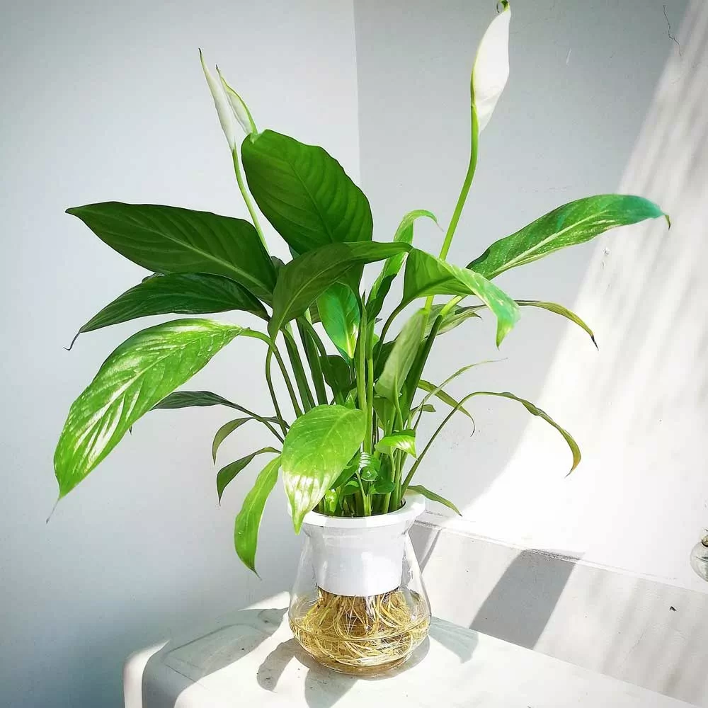 cây buồm trắng thủy sinh