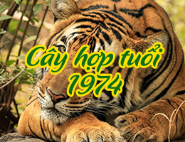 Năm 2025 tuổi Giáp Dần hợp cây gì? Không nên trồng cây gì?