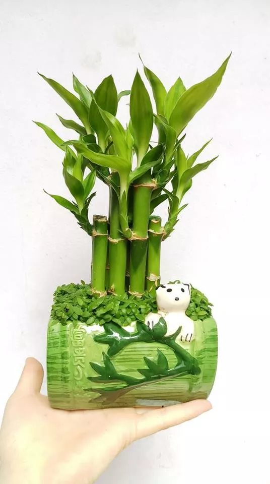 cây phong thủy hợp tuổi 1974