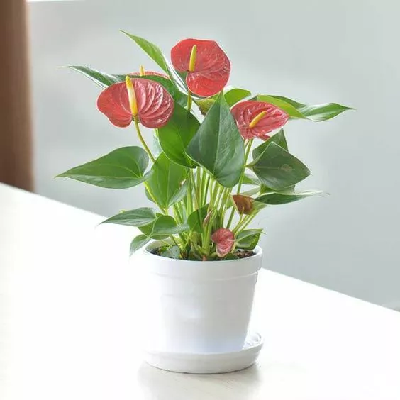 cây phong thủy hợp tuổi 1974