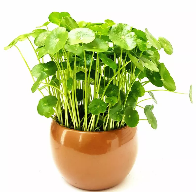 cây phong thủy hợp tuổi 1974