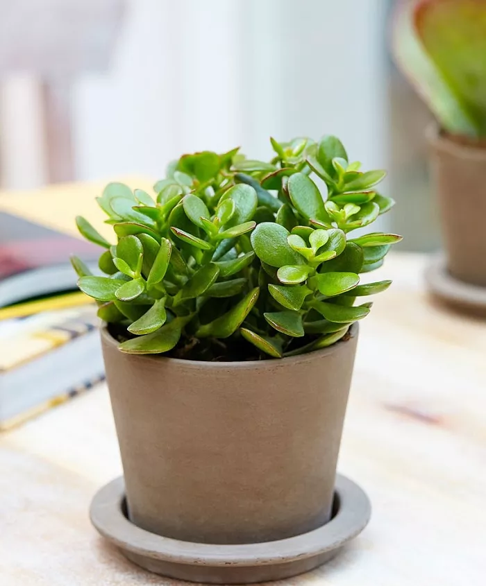 cây phong thủy hợp tuổi 1974