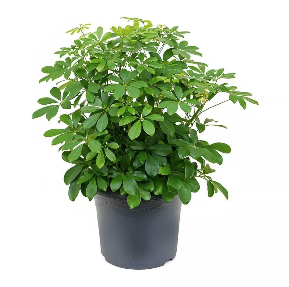 cây phong thủy hợp tuổi 1974