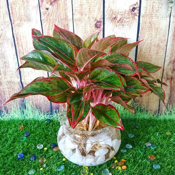 cây phong thủy hợp tuổi 1974