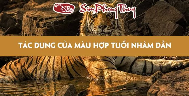 màu hợp tuổi 1962