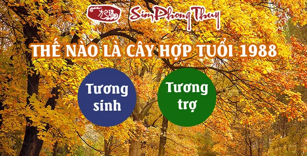 cay hop tuoi 1988