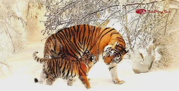 ngày khai tương tuổi mậu dần