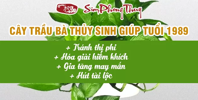 cây hợp tuổi 1991