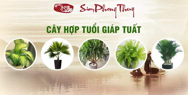 cây hợp tuổi 1994