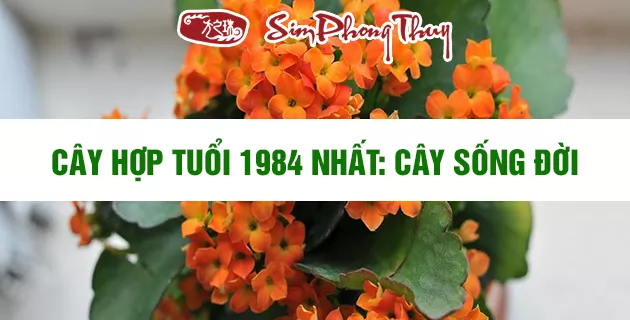 cay hop tuoi 1984