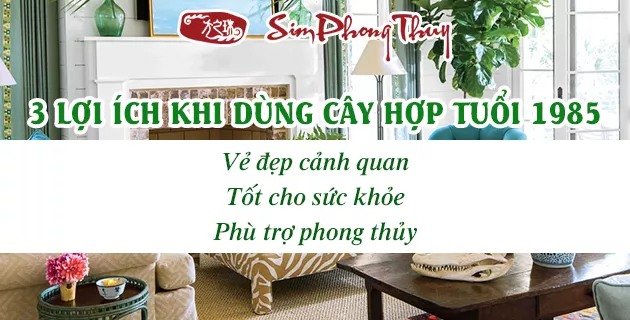 cay hop tuoi 1985