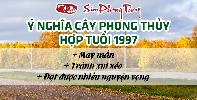 cay hop tuoi 1997