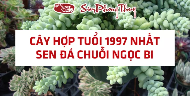 cay hop tuoi 1997