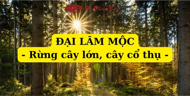 đại lâm mộc