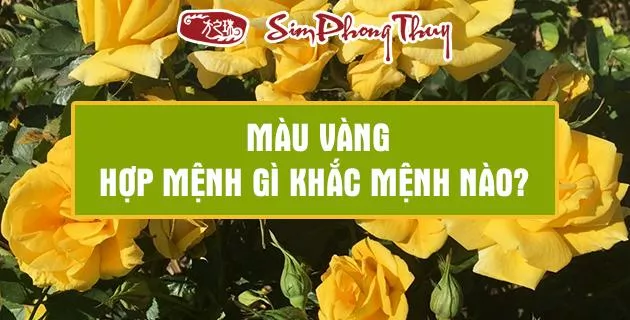 mau vang hop menh gi